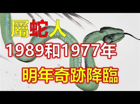 1989年蛇 耳朵上方有洞